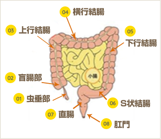 大腸の正常観察画像