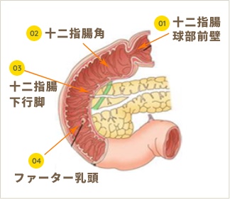 十二指腸の説明画像