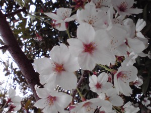 桜咲く。。。春ですね～